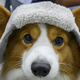 Image for article titled Here's What We Know So Far About Whether Pets Can Get COVID-19